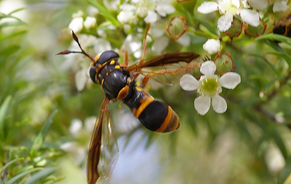 Wasp-mimicking Hover Fly | Ceriana sp photo