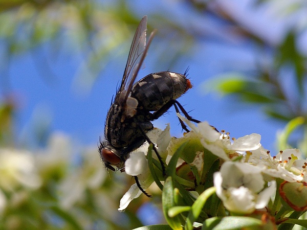 Grey-Striped Fly | Sarcophaga aurifrons photo