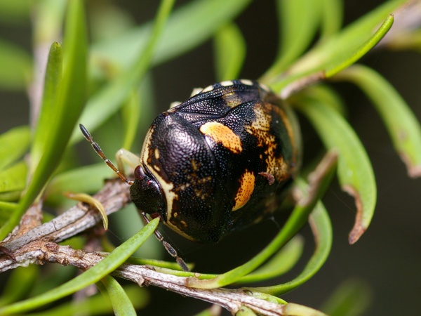 Stink Bug | Pentatomidae family Stink Bug | Pentatomidae family photo