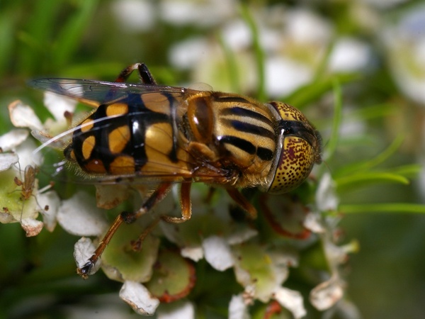 Native Drone Fly | Eristalinus punctulatus photo