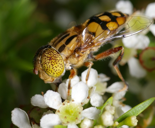 Native Drone Fly | Eristalinus punctulatus photo