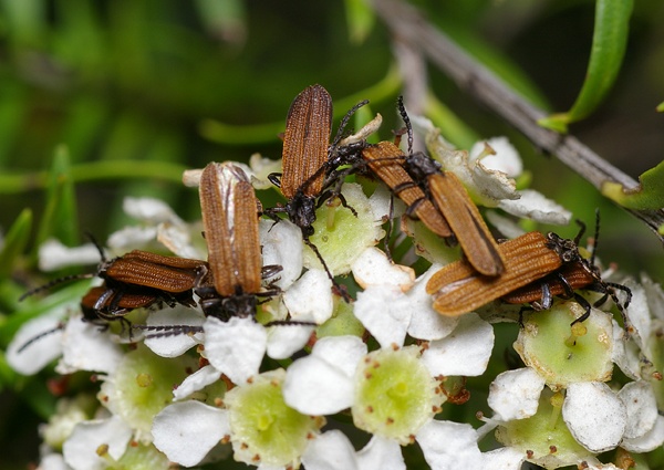 Lycid Beetle | Lycidae family Lycid Beetle | Lycidae family photo
