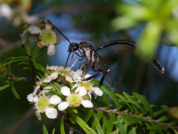 Gasteruptiid Wasp | Gasteruption sp photo