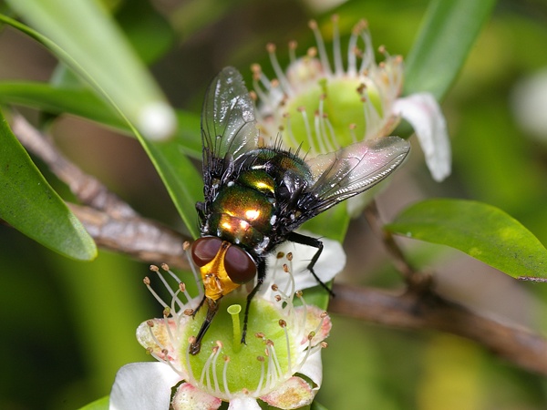 Snail Parasite Blowfly | Amenia imperialis photo