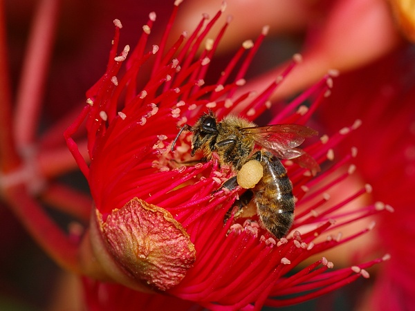 Honey Bee | Apis mellifera photo