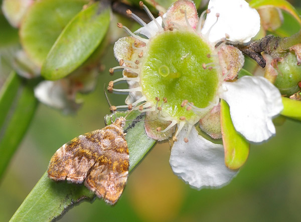 Metalmark Moth | Choreutis ophiosema photo