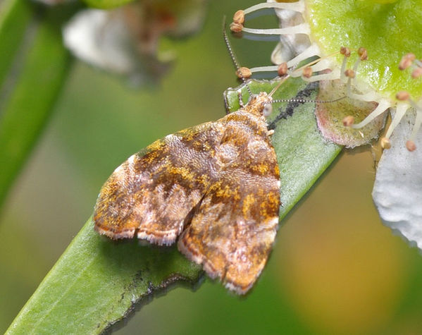 Metalmark Moth | Choreutis ophiosema photo