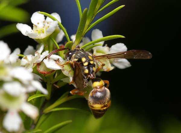 No common name | Ropalidia socialistica photo