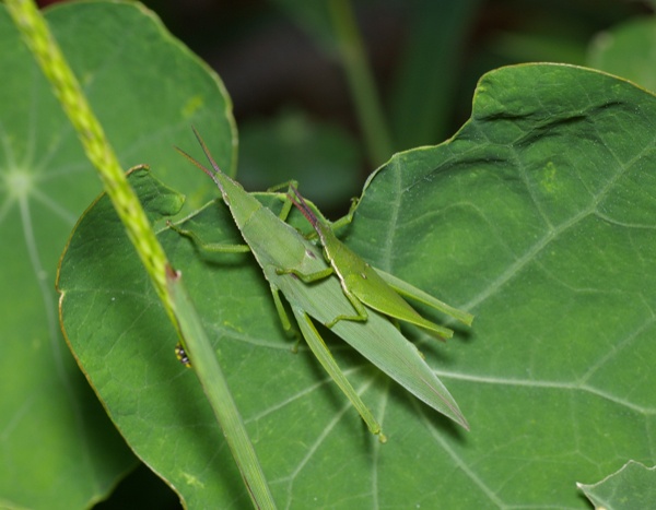 Vegetable Grasshopper | Atractomorpha sp photo