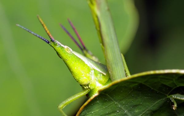 Vegetable Grasshopper | Atractomorpha sp photo