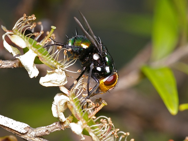 Snail Parasite Blowfly | Amenia imperialis photo