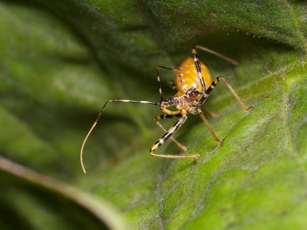Assassin Bug | Pristhesancus plagipennis photo