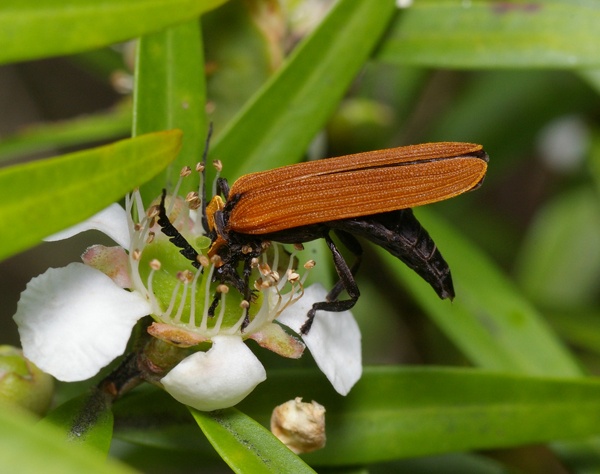 Lycid Beetle | Lycidae family Lycid Beetle | Lycidae family photo