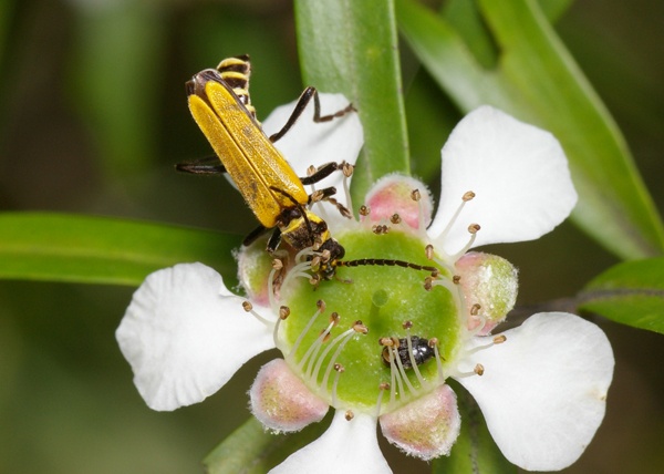 Soldier Beetle | Cantharidae family  photo