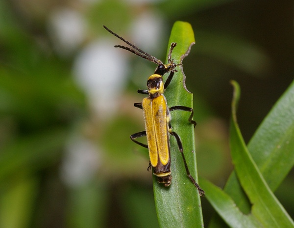 Soldier Beetle | Cantharidae family  photo