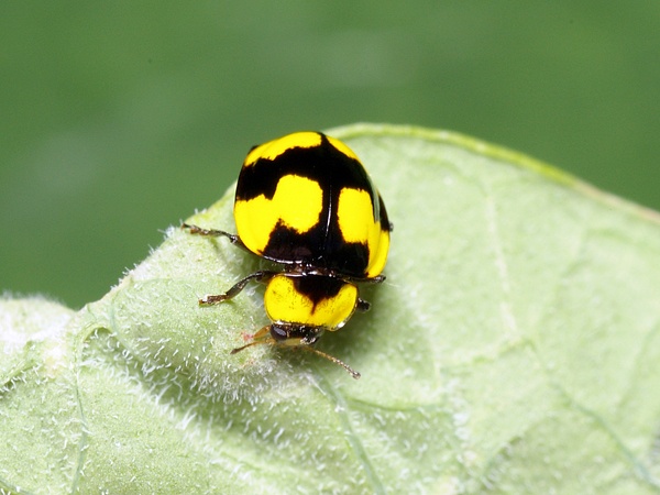 Fungus-eating Ladybird | Illeis galbula photo