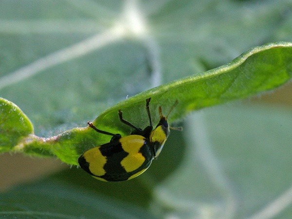 Fungus-eating Ladybird | Illeis galbula photo