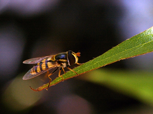 Common Hover Fly | Ischiodon scutellaris photo