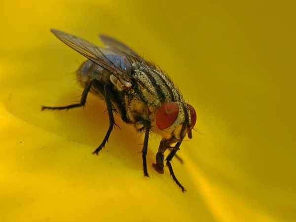 Grey-Striped Fly | Sarcophaga aurifrons photo