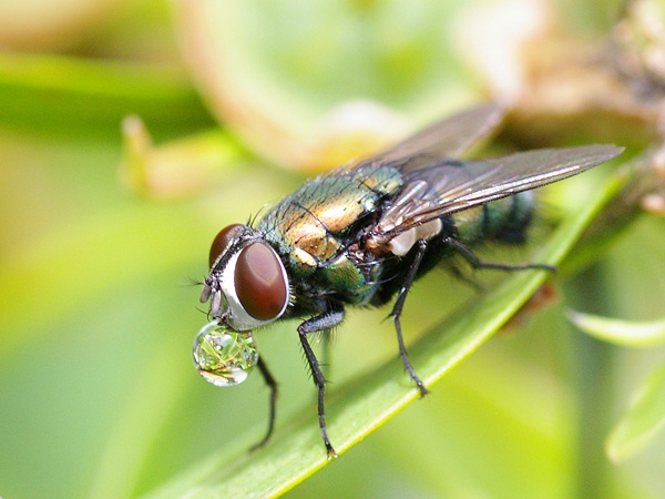 Sheep Blowfly | Lucilia sp. photo