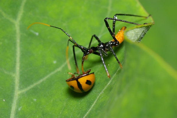 Assassin Bug | Pristhesancus plagipennis photo