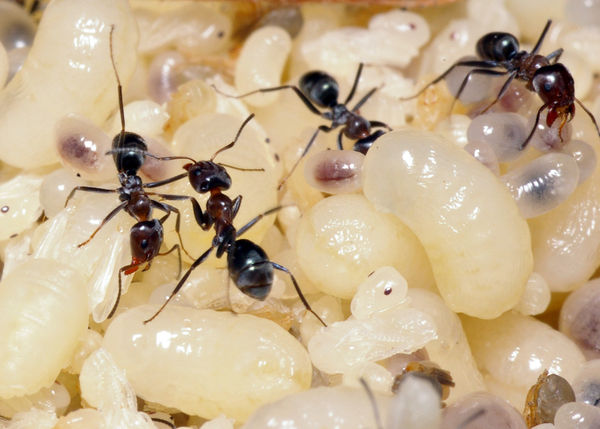 Black Ant | Ochetellus glaber photo
