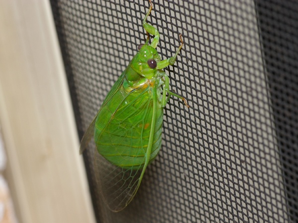 Lesser Bottle Cicada | Chlorocysta vitripennis photo