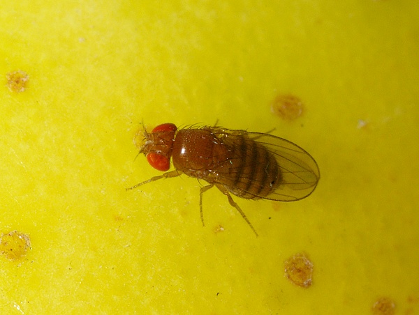 Vinegar Fly | Drosophila sp photo