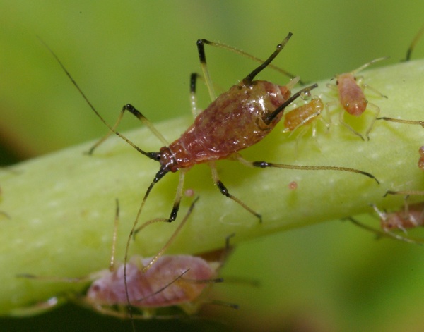 Rose Aphid | Macrosiphum rosae photo