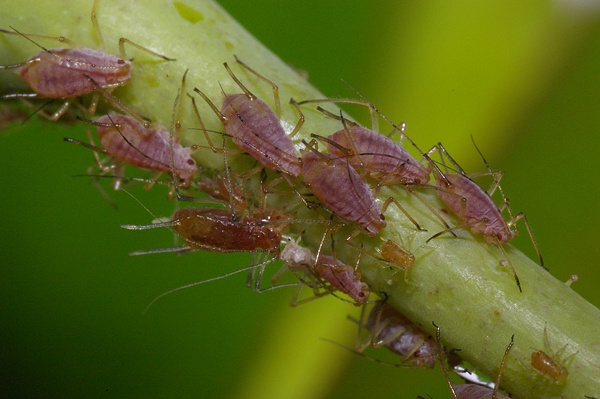 Rose Aphid | Macrosiphum rosae photo