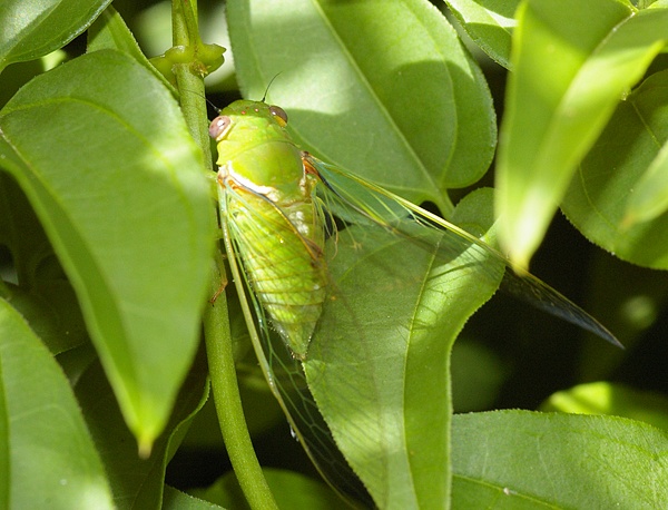 Lesser Bottle Cicada | Chlorocysta vitripennis photo