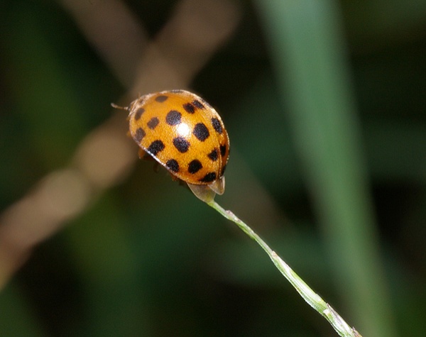 Twenty Eight Spot Ladybird | Henosepilachna vigintioctopunctata photo
