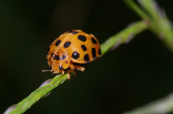 Twenty Eight Spot Ladybird | Henosepilachna vigintioctopunctata photo