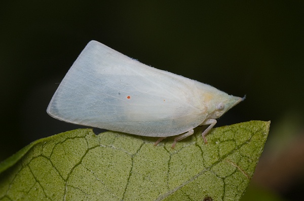 Mango Planthopper | Colgaroides acuminata photo