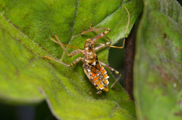 Assassin Bug | Pristhesancus plagipennis photo