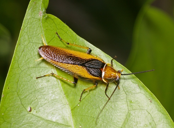 Ellipsidion Cockroach | Ellipsidion sp photo