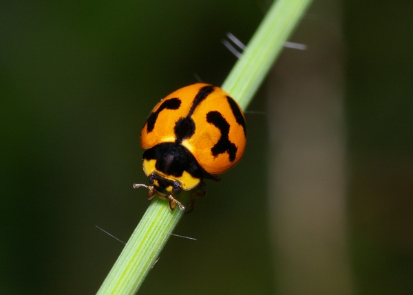 Transverse Ladybird | Coccinella transversalis photo