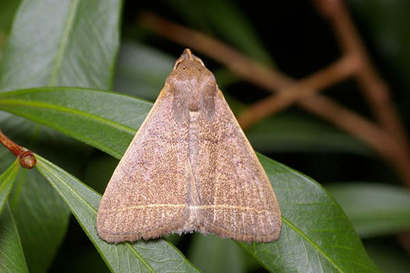 no common name | Simplicia caeneusalis photo