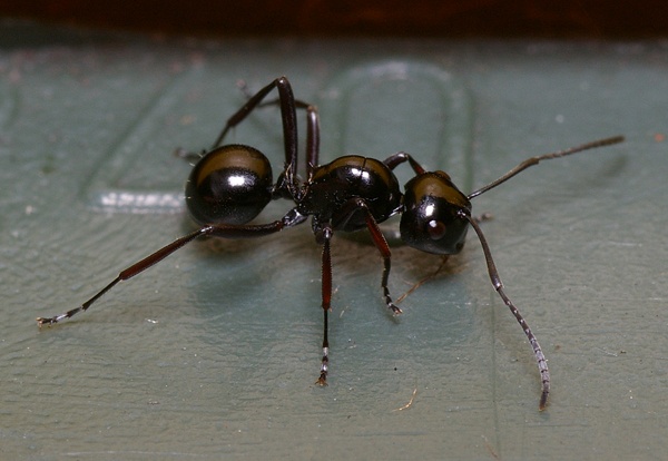 Dome-backed Spiny Ant | Polyrhachis australis photo