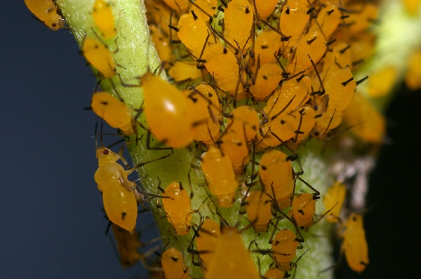 Milkweed Aphid | Aphis nerii photo