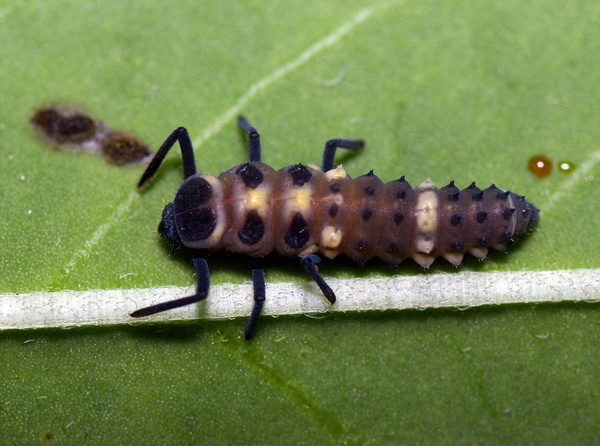 Striped Ladybird | Micraspis frenata photo