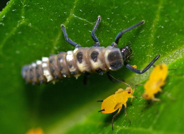 Milkweed Aphid | Aphis nerii photo