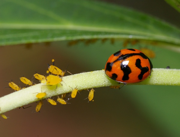 Transverse Ladybird | Coccinella transversalis photo