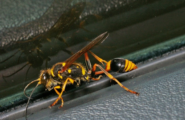 Mud Dauber Wasp | Sceliphron sp photo