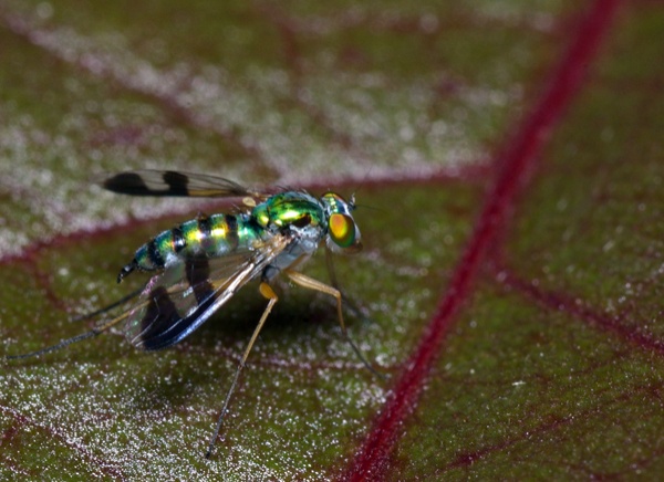 Long Legged Fly | Austrosciapus connexus photo