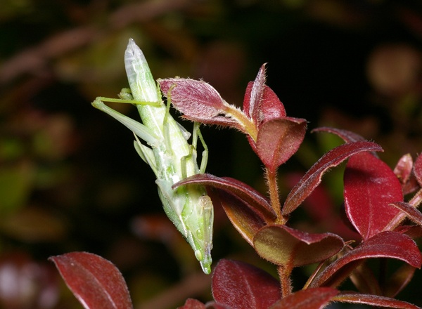 Vegetable Grasshopper | Atractomorpha sp photo