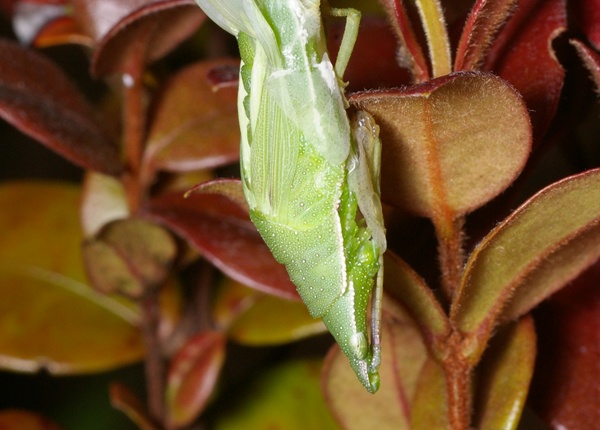 Vegetable Grasshopper | Atractomorpha sp photo