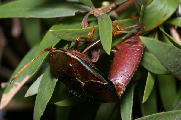 Bronze Orange Bug | Musgraveia sulciventris photo