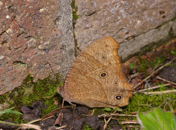 Evening Brown | Melanitis leda photo