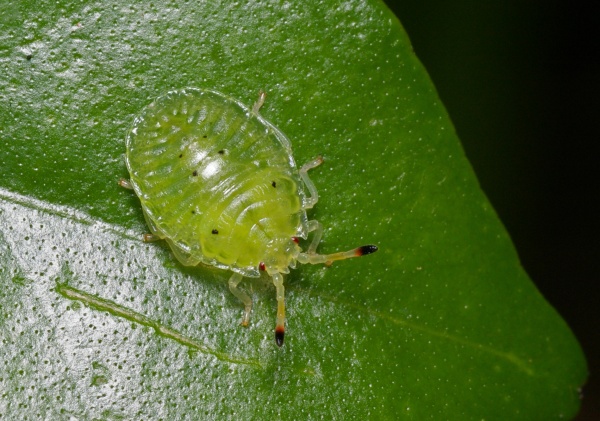 Bronze Orange Bug | Musgraveia sulciventris photo